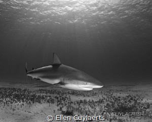 Caribbean reef shark at Tiger Town! by Ellen Cuylaerts 